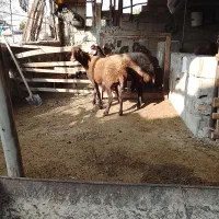 دو راس میش جوان|حیوانات مزرعه|علی‌آباد کتول, |دیوار