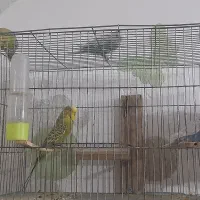 مرغ انگلیسی|پرنده|میانه, |دیوار