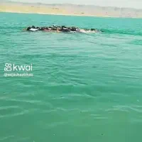 شیربز برای فروش