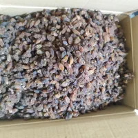 کشمش کاشمر آفتابی درجه یک|خوردنی و آشامیدنی|تبریز, |دیوار