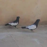 دورنگ سیاه نر