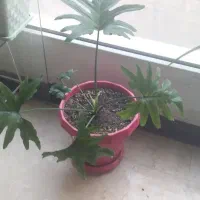 گلدان وگل طبیعی