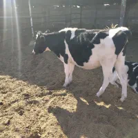 گاو آبستن شش تا گوساله ماده دوتا گوساله نر|حیوانات مزرعه|تربت جام, بوستان وحدت|دیوار