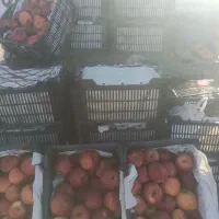 سیب درختی قرمز|حراج|گرگان, |دیوار