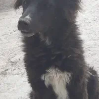 سگ قهدریجونی|سگ|بهبهان, |دیوار