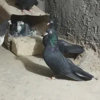 تیپ کبوتر|پرنده|باغ بهادران, |دیوار