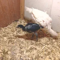 دوتا جوجه خروس لاری