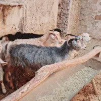 فروش بز|حیوانات مزرعه|دیشموک, |دیوار