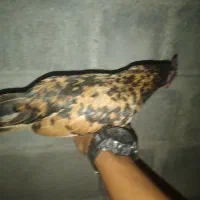 خروس چینی اصل