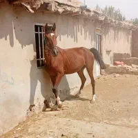 یک عدد مادیون سردم گیر عالی قد بلند به فروش میرسد|اسب و تجهیزات اسبسواری|اقلید, |دیوار