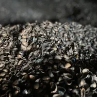 نیروی آقا