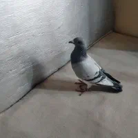 کبوتر گرفتنی مسافتی