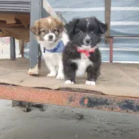 توله ۲ماهه اشپیتز  پدر مادر اصیل