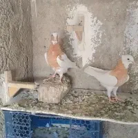 طوقی طوق سرخ طوق زرد طوق سرکه ای طوق سیاه کله|پرنده|شیراز, کوشک میدان|دیوار