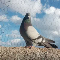 کودکبوتر پاک پاک