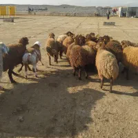 نه عدد بره ماده افشار درجه یک