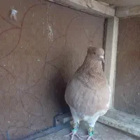 کله زرد کاکلی نر