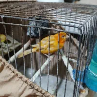 قناری ماده سرخ|پرنده|بومهن, |دیوار