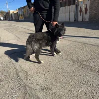 واگذاری سگ ژرمن هاسکی