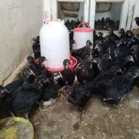 جوجه مرغ خروس|حیوانات مزرعه|قم, زنبیل آباد|دیوار