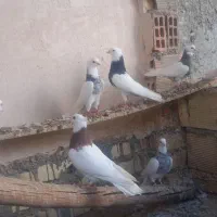 کبوتر طوقی پاک،دمگیر گلین،سبز اصفهانی شکار