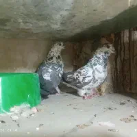 کبوتر تهرونی ماده