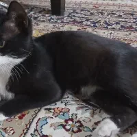 واگذاری رایگان گربه ماده ۴ ماهه