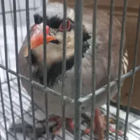 بلدرچین بالغ|پرنده|توکهور, |دیوار