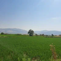 شلتوک کامفیروزی درجه یک مستقیم از کشاورز|خوردنی و آشامیدنی|شیراز, باغشهر قصر سبز|دیوار