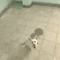 سگ پا کوتاه|سگ|لار, |دیوار