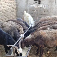 میش بره بزغاله|حیوانات مزرعه|پاکدشت, پاکدشت (مامازند)|دیوار