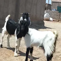 دوتا چپش نری خوشگل