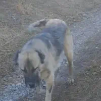 سگ باس معاوز