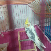 سه عدد عروس هلندی دو و نیم ماهه|پرنده|ابهر, |دیوار