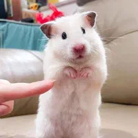 همستر مینیاتوری کمپل سوری بندانگشتی ووسایل بازی|موش و خرگوش|اصفهان, همدانیان|دیوار