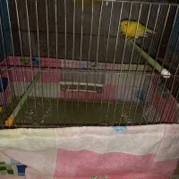 پرنده قناری نر