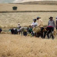 ۱هکتار نخود تمیز دارم کنتورات میدم  درخدمتم