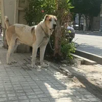 واگذاری نر الابای