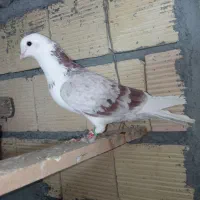 نردکت تهرانی