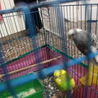 مرغ عشق با تخم|پرنده|تهران, نعمتآباد|دیوار