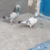 جفتگاه وقفس