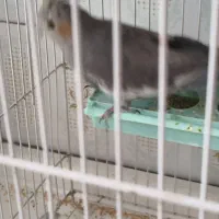 عروس هلندی|پرنده|نقده, |دیوار