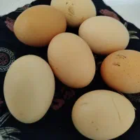 تخم لاری نطفه دار