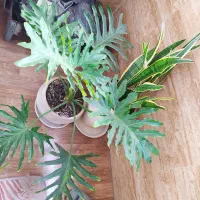 گل برگ انجیری وسانسوریا لب طلایی|گل و گیاه طبیعی|رشت, معلولین|دیوار