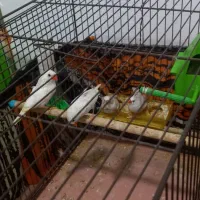 فنج|پرنده|بهارستان, |دیوار