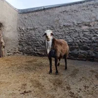 قوچ مهربانی نژاد دار