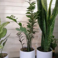 گل سانسوریا و زانفولیا