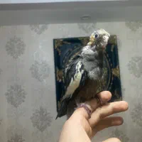 جوجه عروس (بالغ-جفت-ملنگو|پرنده|رشت, یخسازی|دیوار