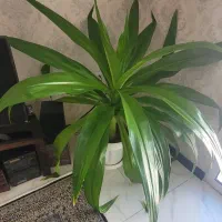 گل اشک ملکه و مرجان