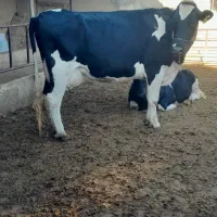 ماده گاوشیری